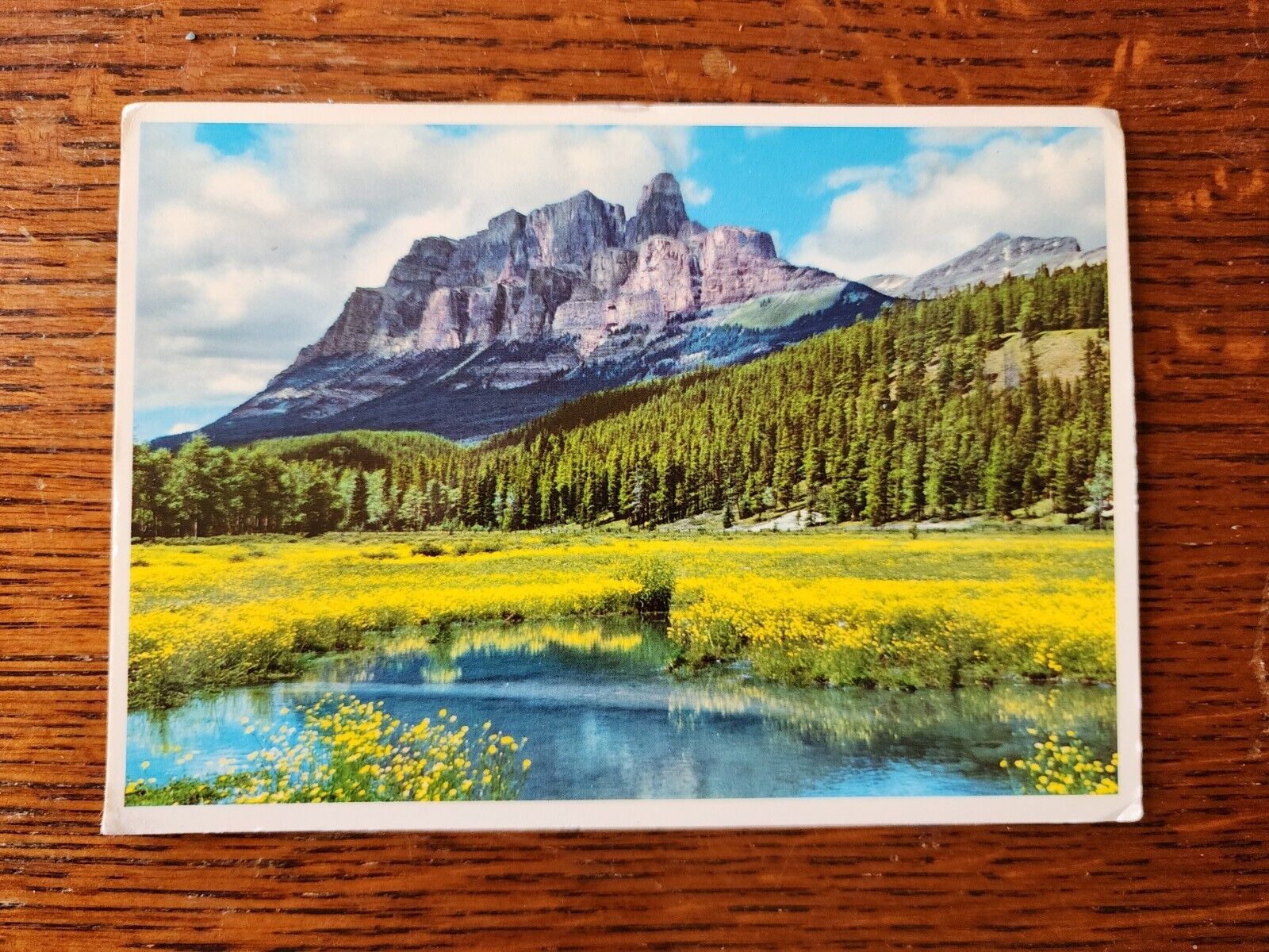 Canada Mount Eisenhower Banff Alberta Flowers Bow Valley Alta Vintage Postcard