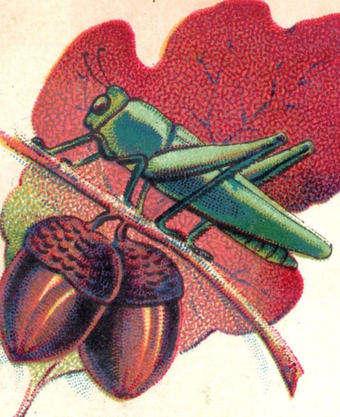1870s-80s Victorian Trade Card Insect Grasshopper Acorn F127