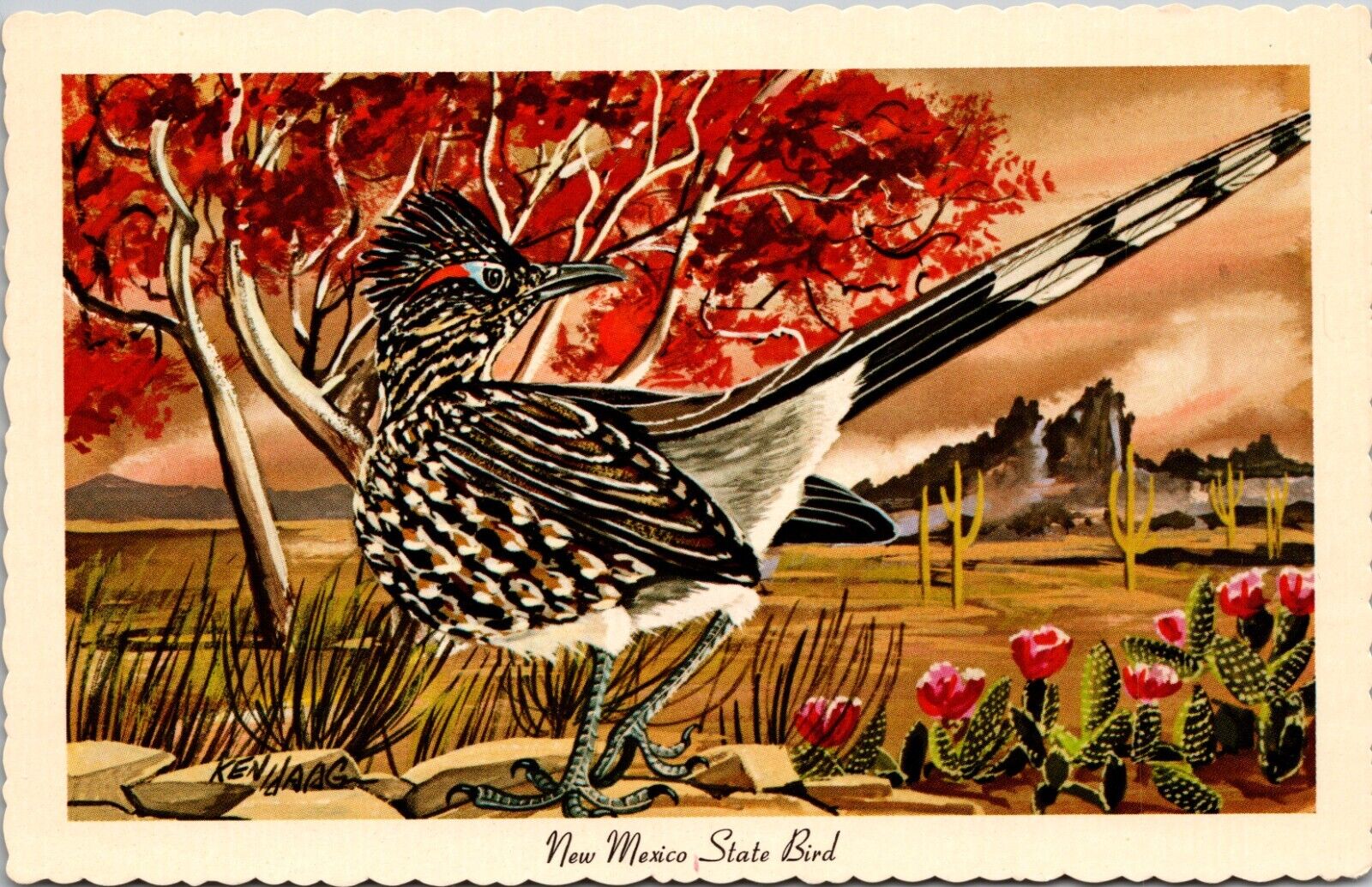 Postcard NM: Roadrunner, New Mexico State Bird, Unposted