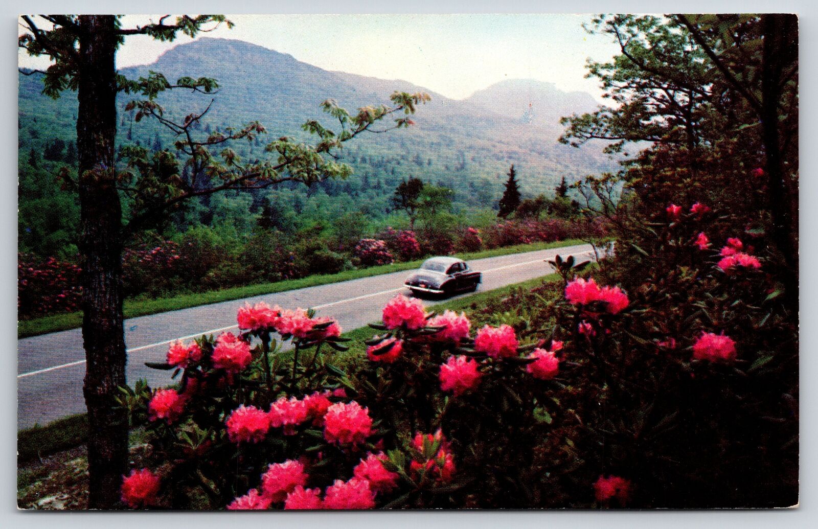 Hood Canal Washington~Olympic Peninsula~Rhododendron~c1950s Auto~Chrome Postcard