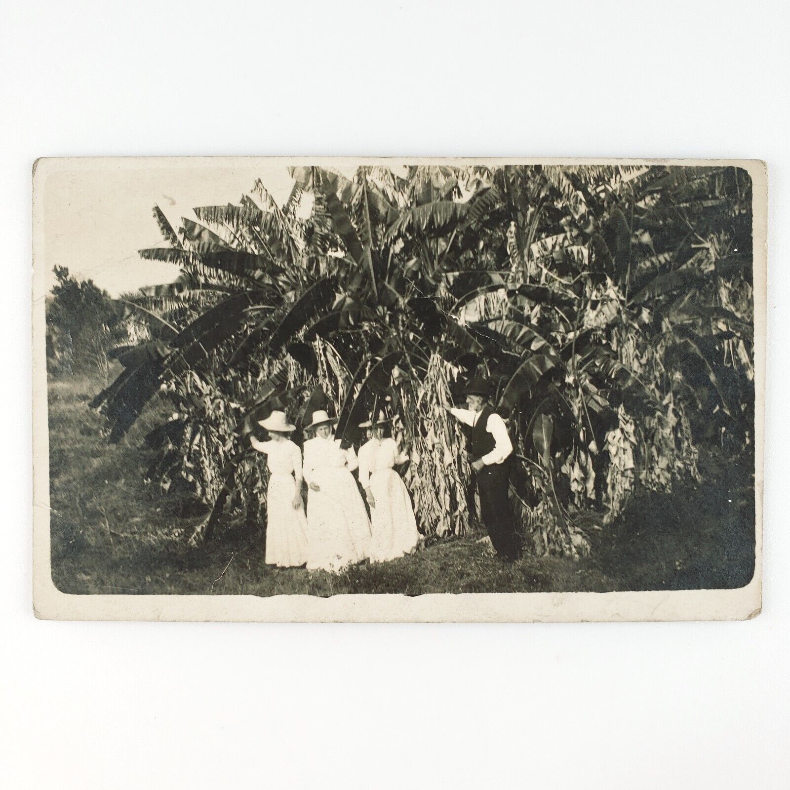 Banana Tree Women RPPC Postcard c1910 Farm Ladies Man Bushes Real Photo D1361