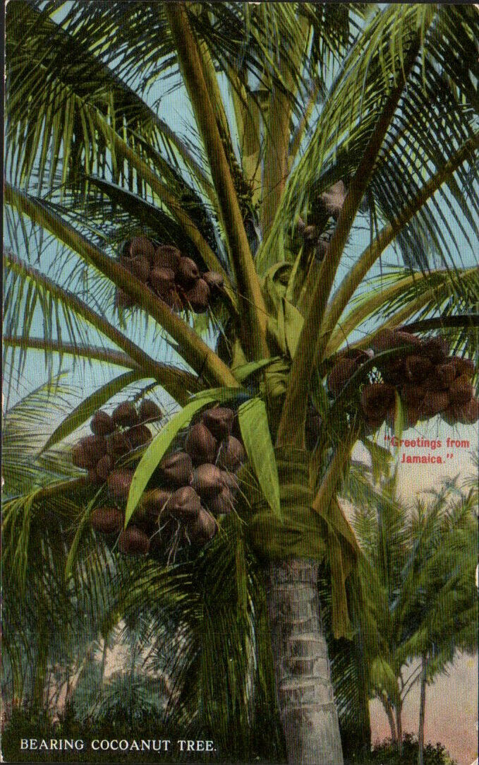 Montego Bay Jamaica c1915 Vintage Postcard Coconut Tree Tropical Paradise S124