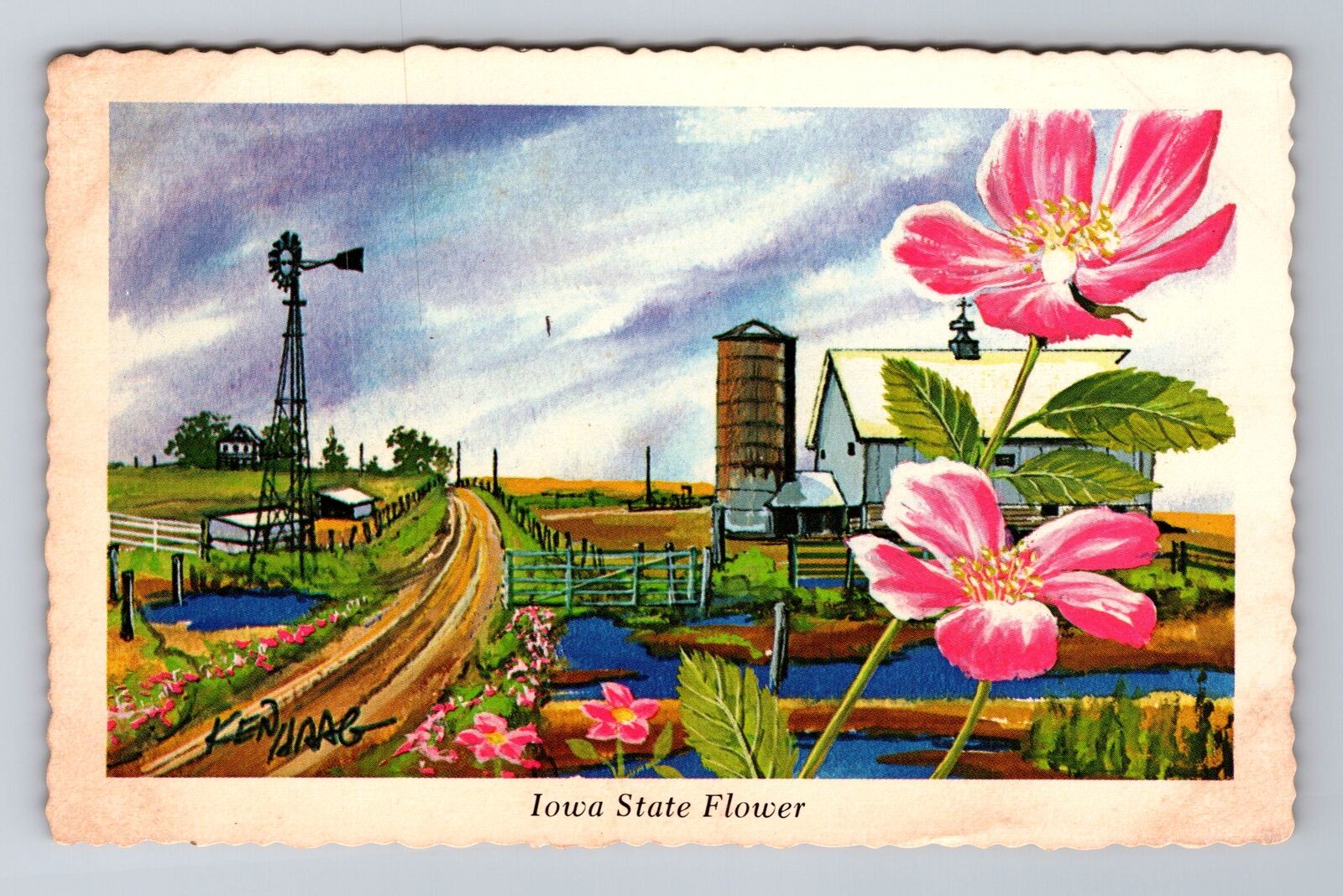 IA-Iowa, The Wild Rose, Iowa State Flower, Antique, Vintage Postcard