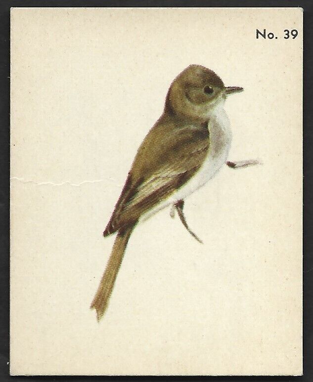 1952 EASTERN PHOEBE Card PARKHURST Gum V339-2 Audubon BIRDS Canadian #39 Bird