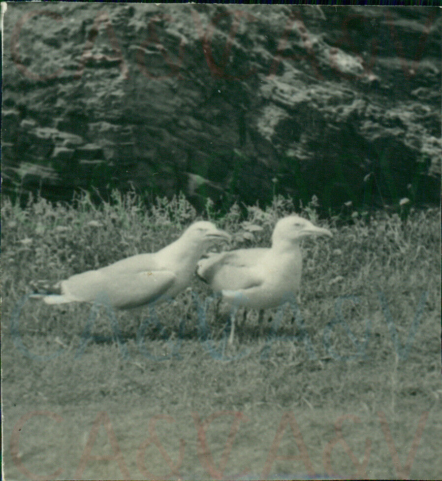 1954 Devon Clovelly Seagulls Spotted chips Original 2.4x2.2\