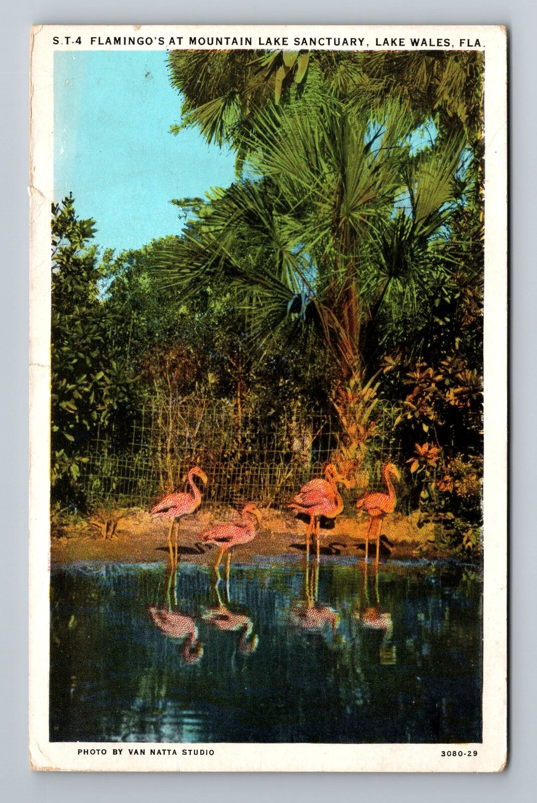 Lake Wales FL-Florida, Flamingo\'s Mountain Lake Sanctuary Vintage Postcard