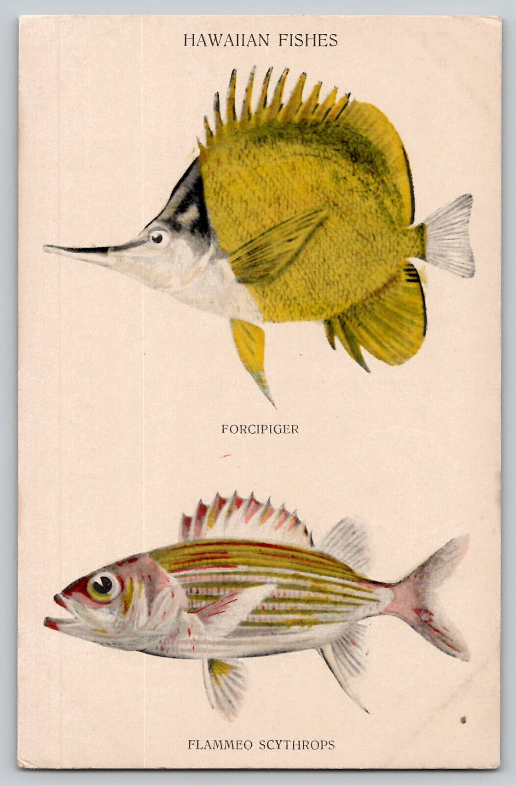 Hawaiian Fishes Hawaii Postcard Vtg 1910s #146 South Seas Curio Honolulu HI Fish