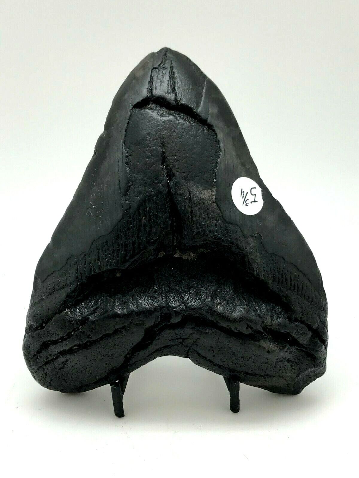 MASSIVE Ancient MEGALODON Shark Tooth ~ 5 3/4 ~ 23/3.6 Million Years Old - RRSK7