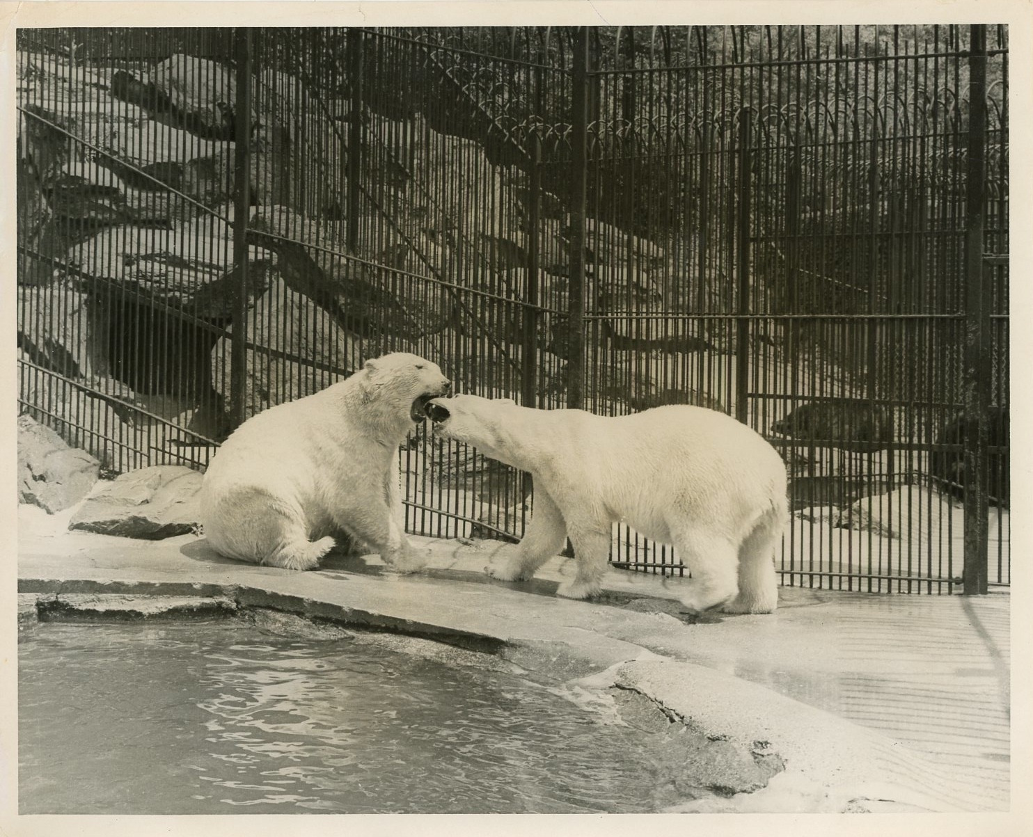 At the Zoo, Vintage White Bear Silver Print Silver Print 17x22 Circa 1