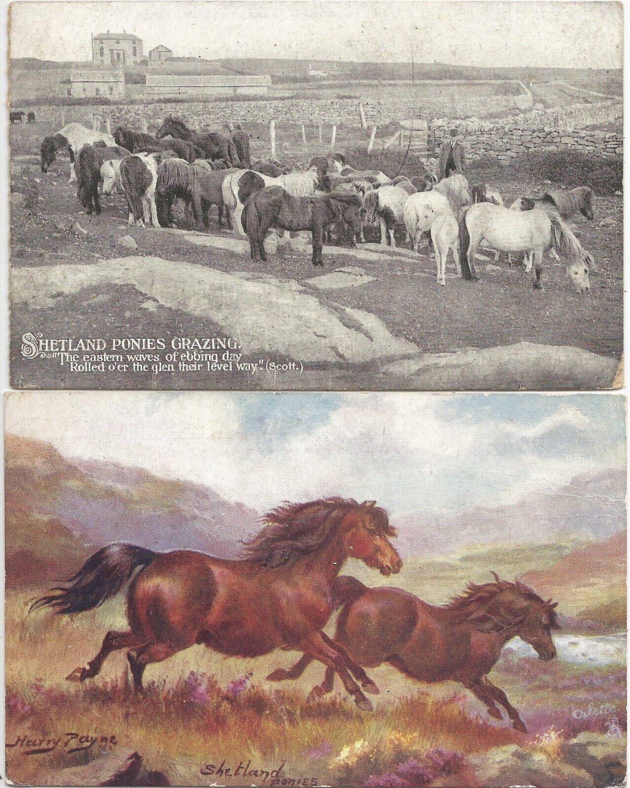 Shetland ponies on six attractive postcards and Shetland illustrated postmark