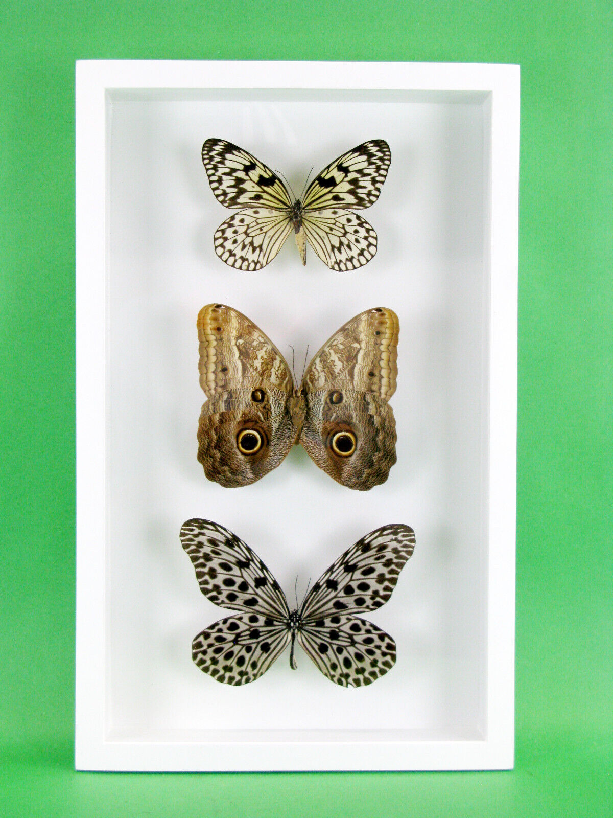 3 real beautiful and huge butterflies in the XXl showcase - single piece - 29
