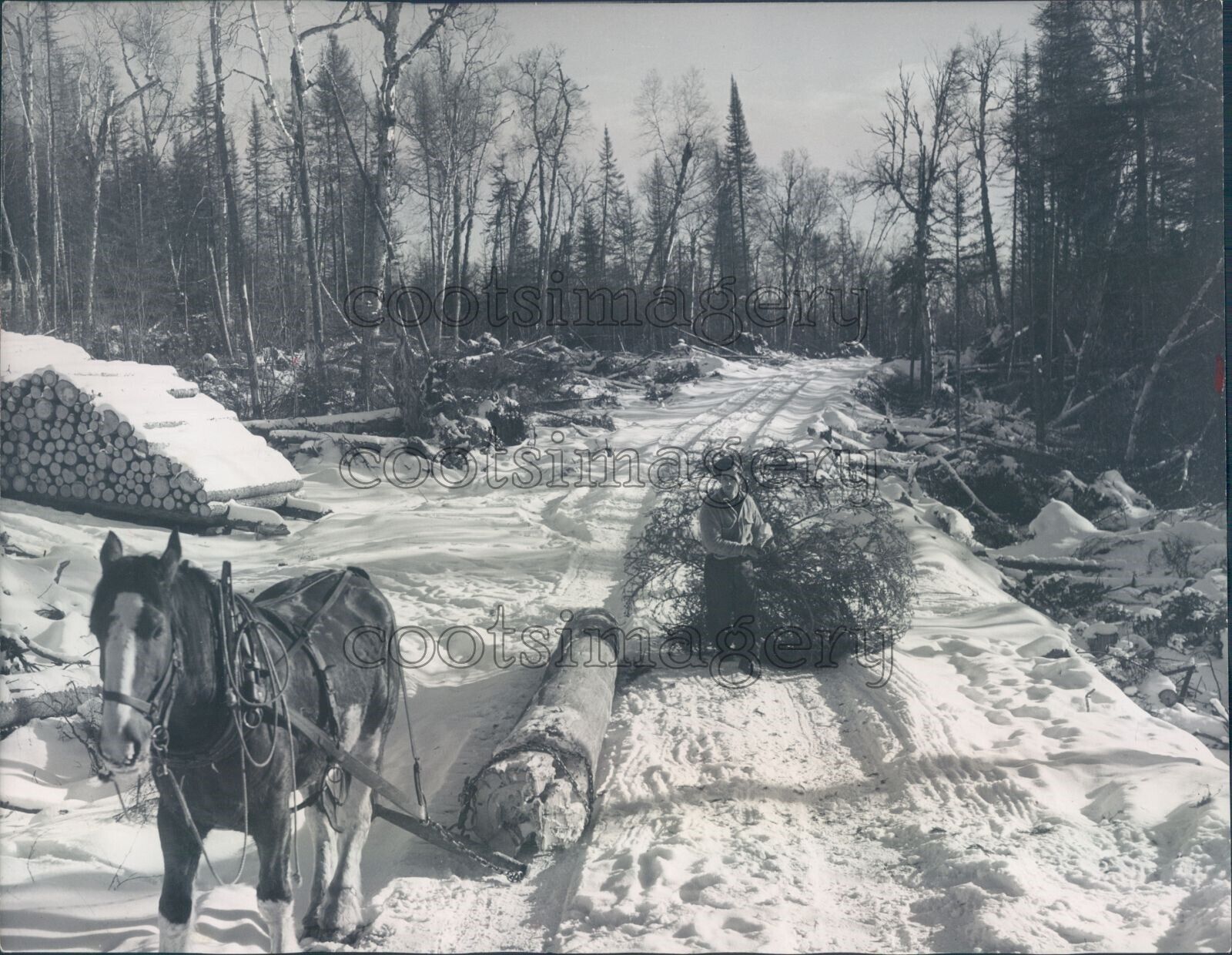 1950 Press Photo Lumber Horse 1950s Rural Canada