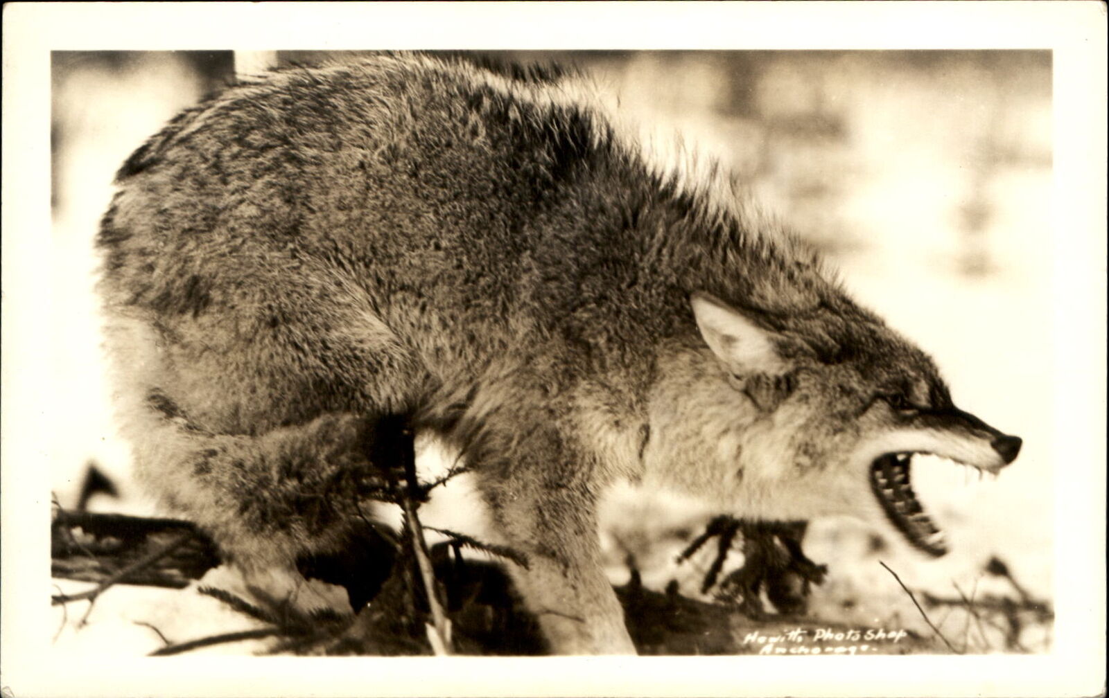 Wolf snarling ~ RPPC real photo postcard ~ Hewitt Photo Shop