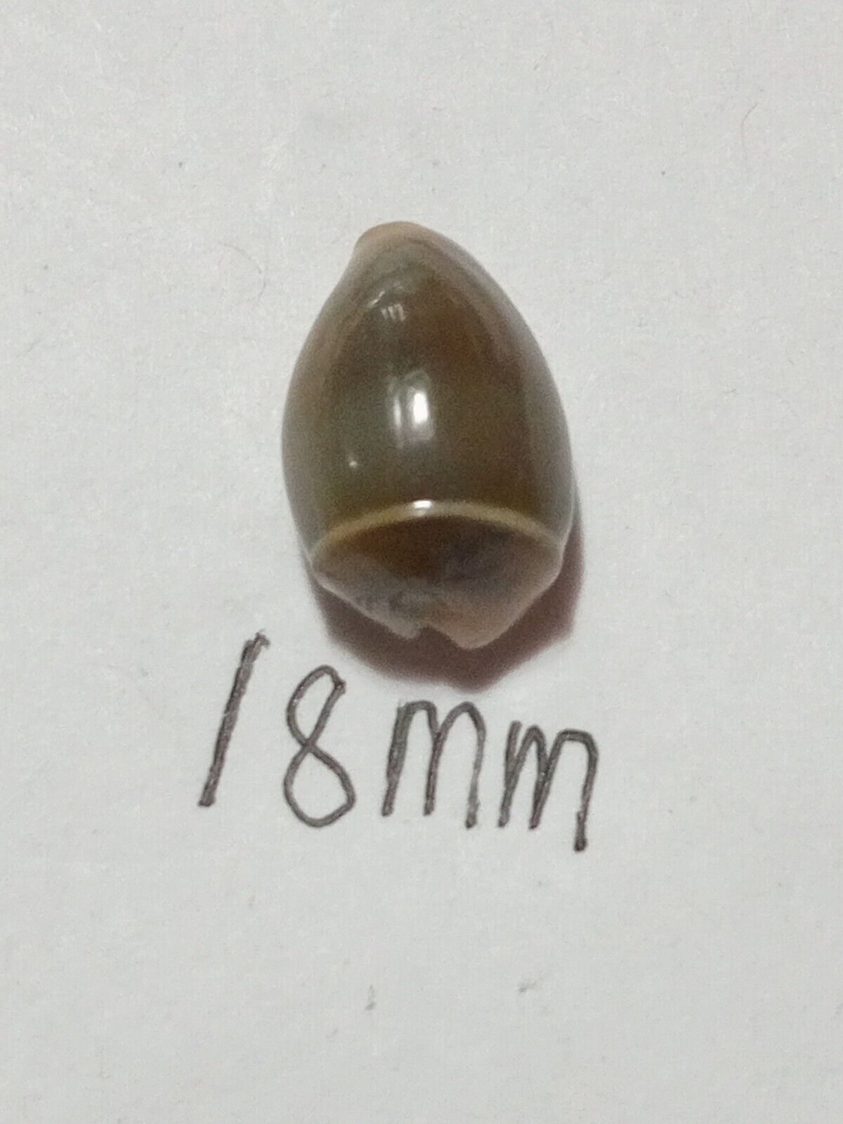 Sea Shell Cypraea annulus 18 mm..Unique Form...Item #10