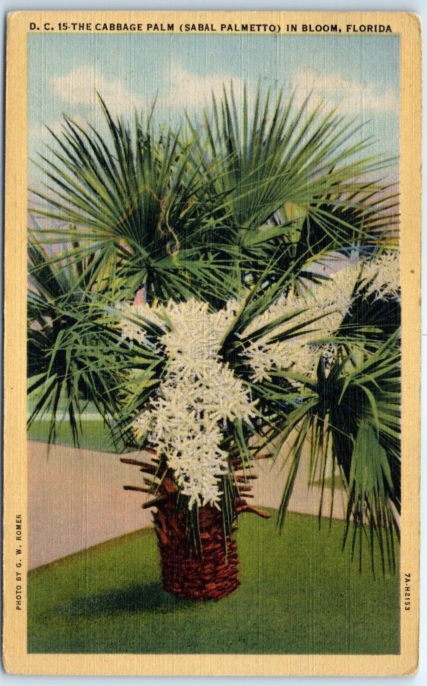 Postcard - The Cabbage Palm (Sabal Palmetto) In Bloom - Florida