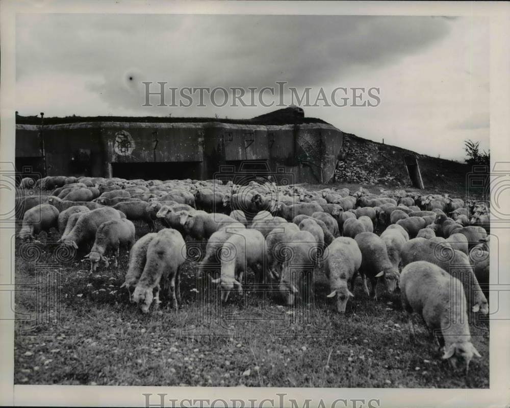 1949 Press Photo Maginot line, sheep - nee22694