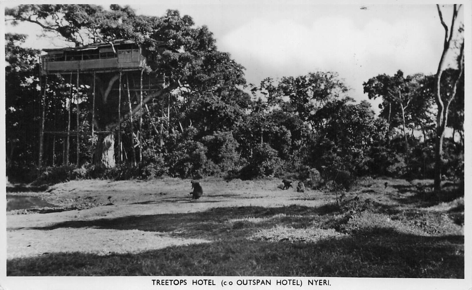 Postcard Vintage (1) KEN, Nyeri Treetops Hotel(Closed Oct.,2021) UP (#510)