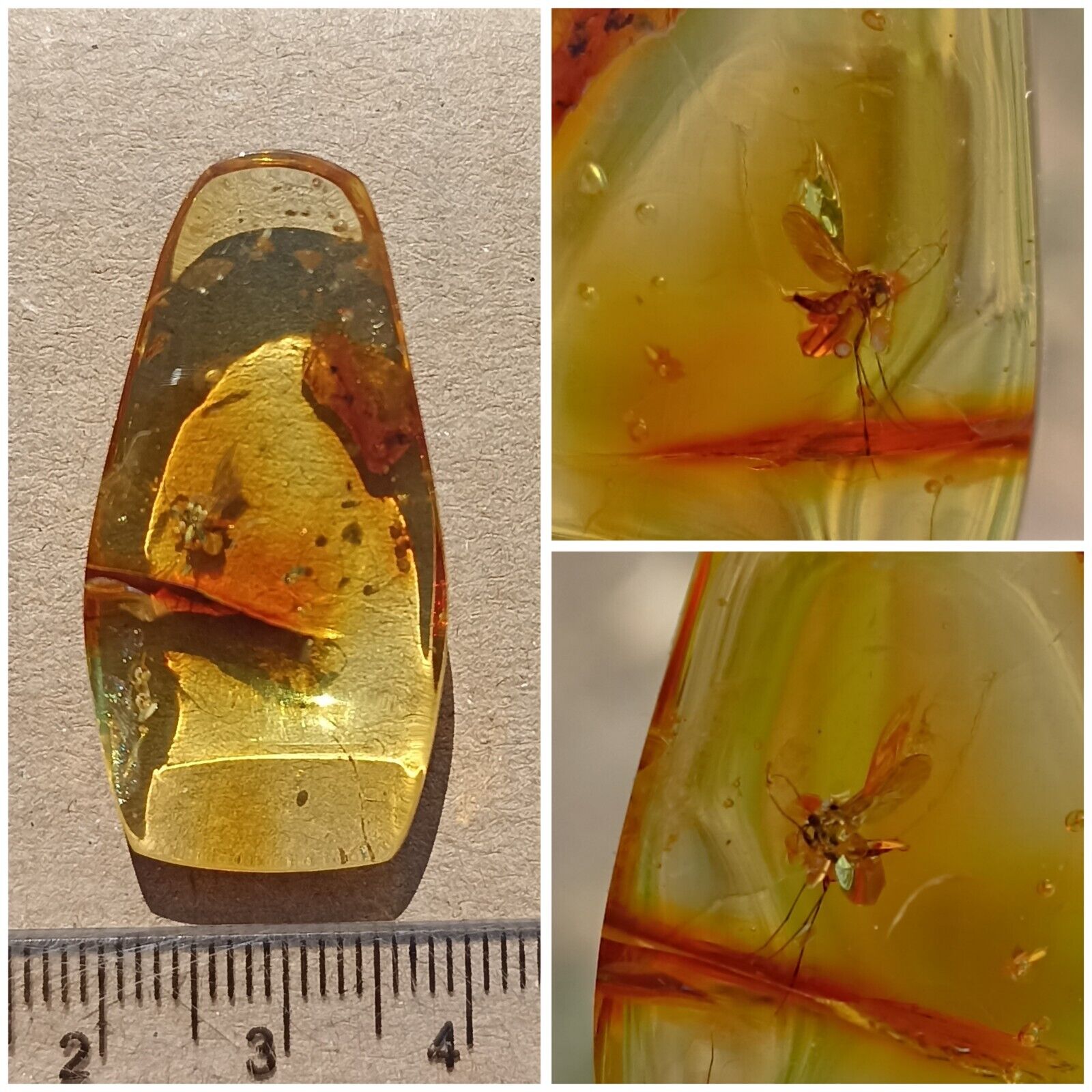 Baltic natural amber, one fossil insect. Weight 4 grams.