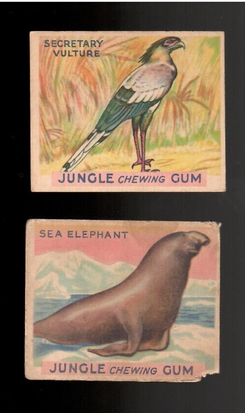 1930\'s Jungle Chewing Gum 2-card lot Sea Elephant & Secretary Vulture