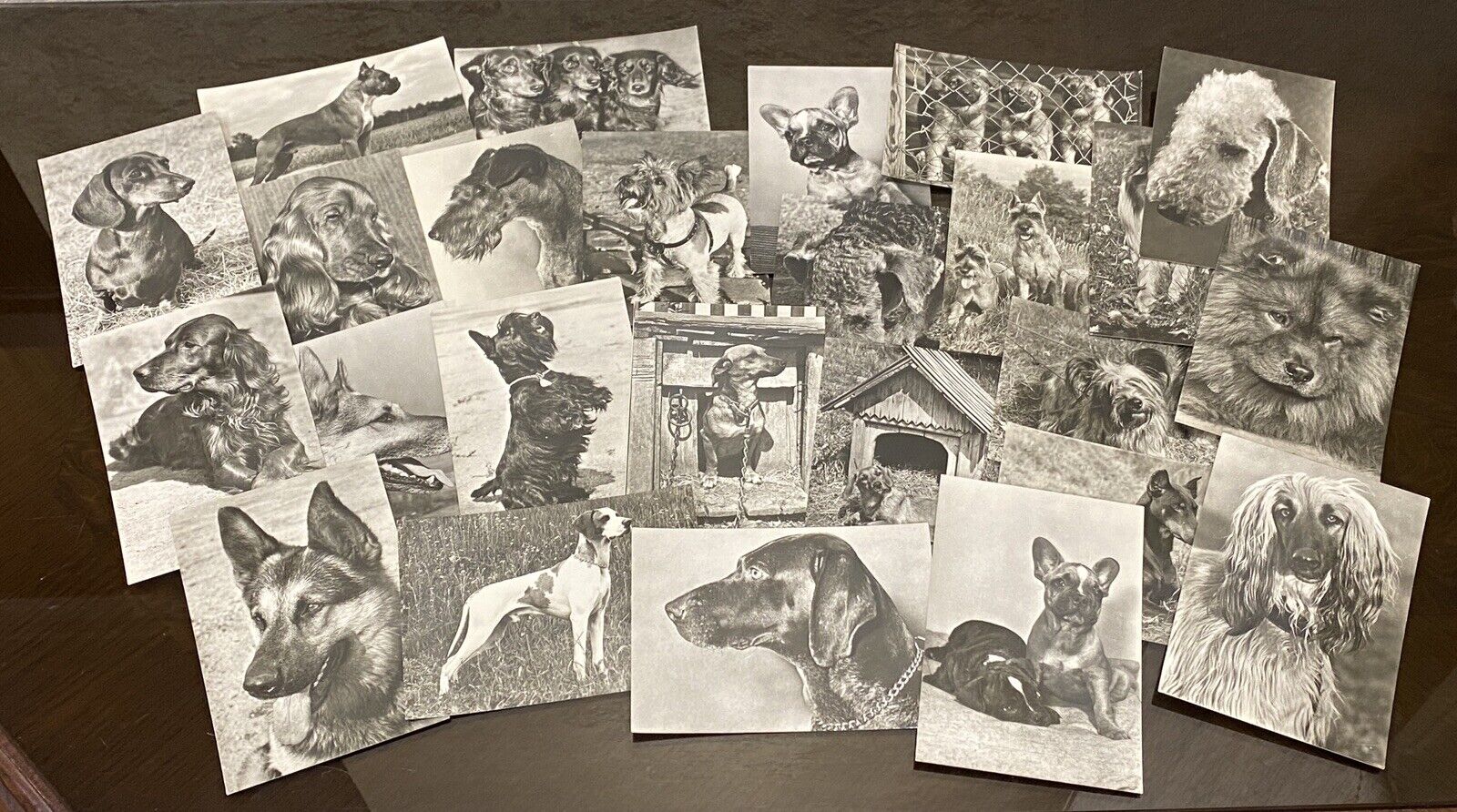 Set 25 pcs Rare Vintage Photo Postcard with Dogs by Erich Tylinek, 1962s