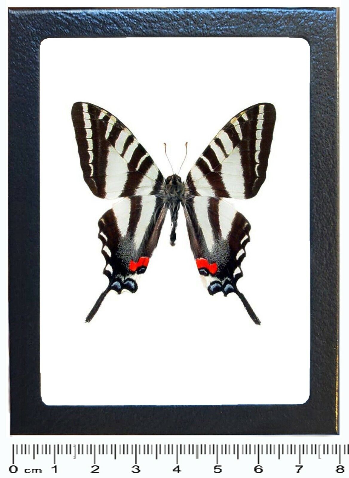 Eurytides marcellus zebra swallowtail black white butterfly USA framed