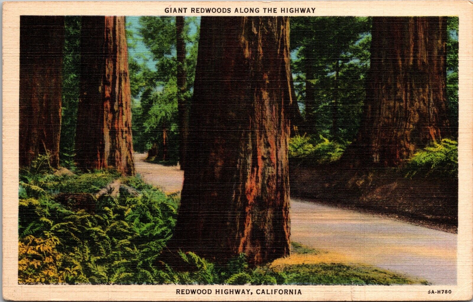 Giant Redwoods Along The Highway, California CA Vintage Postcard
