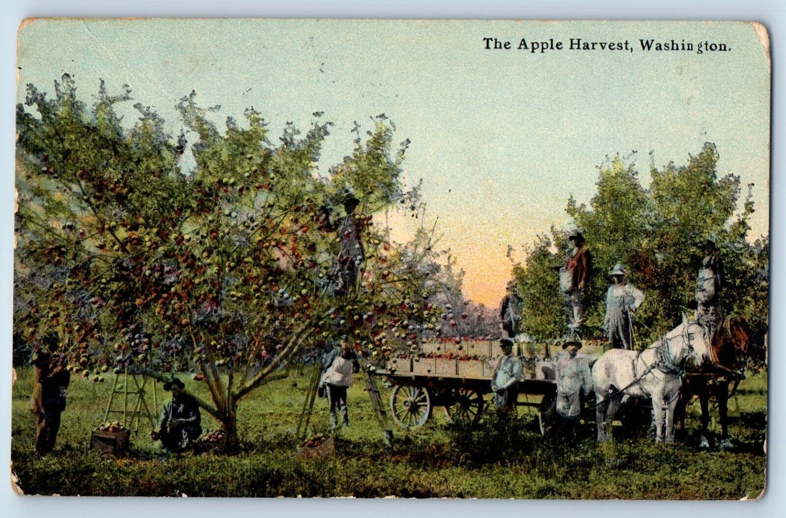 Waconia Kansas KS Postcard The Apple Harvest Washington Horses Wagon c1910\'s