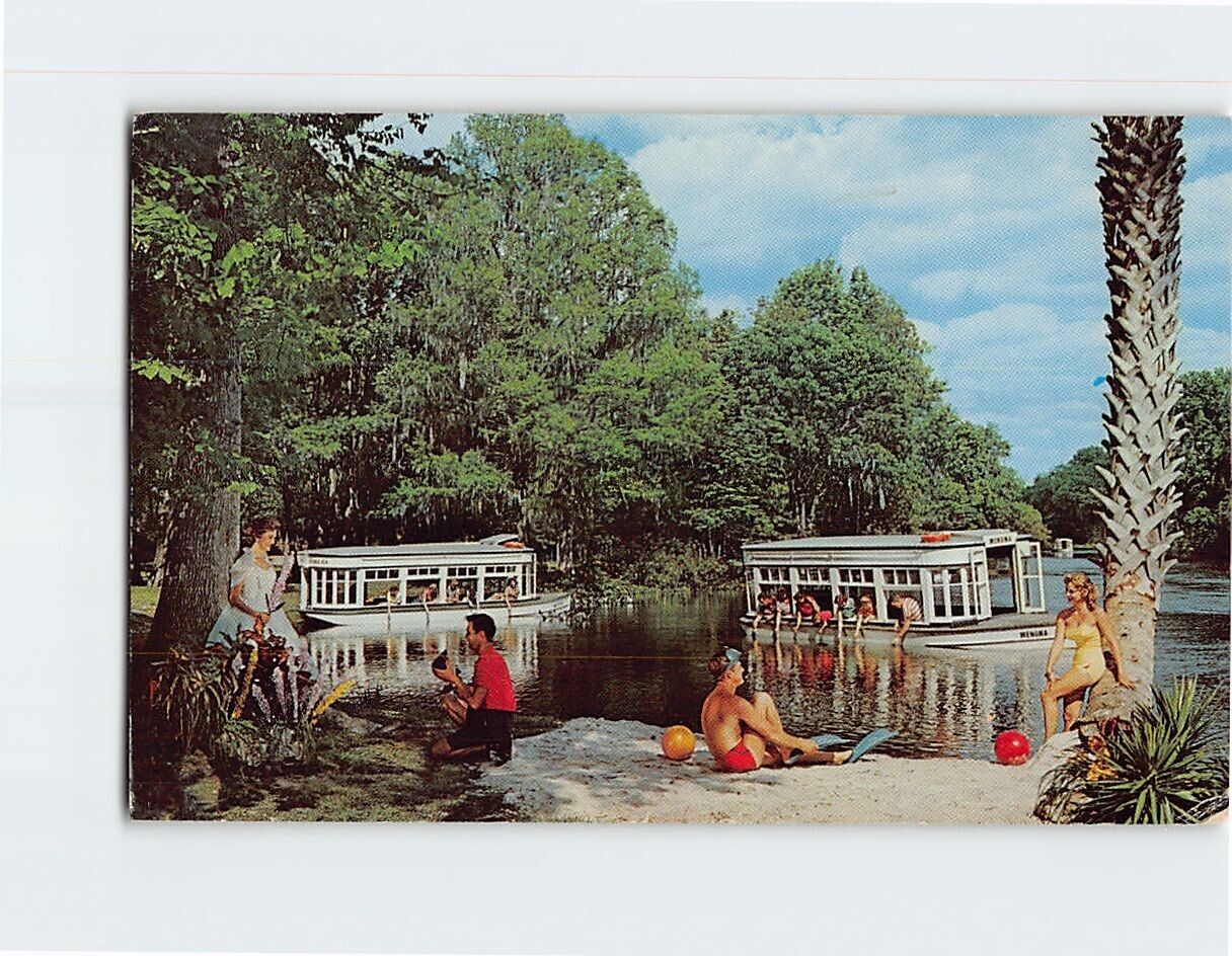 Postcard Visitors Feeding the Fish by Hand Florida's Silver Springs USA