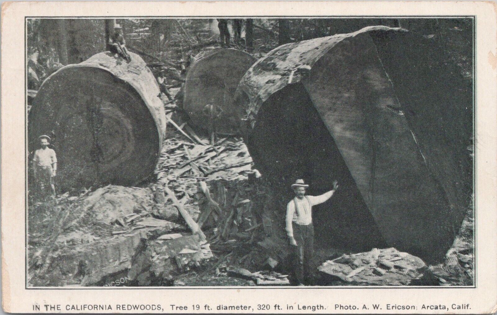 Photo PC Arcata California Logging Scene Men Posing w/ Redwood Stumps 1910s