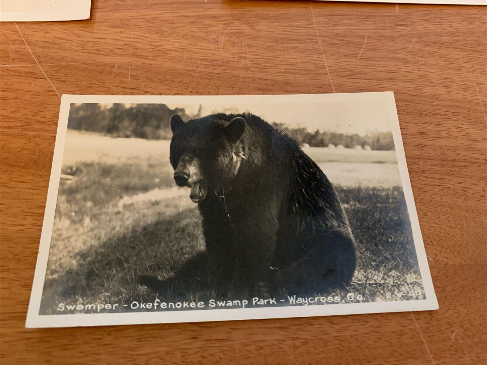 Real Photo Postcard Black Bear at Okefenokee Swamp Park Waycross GA