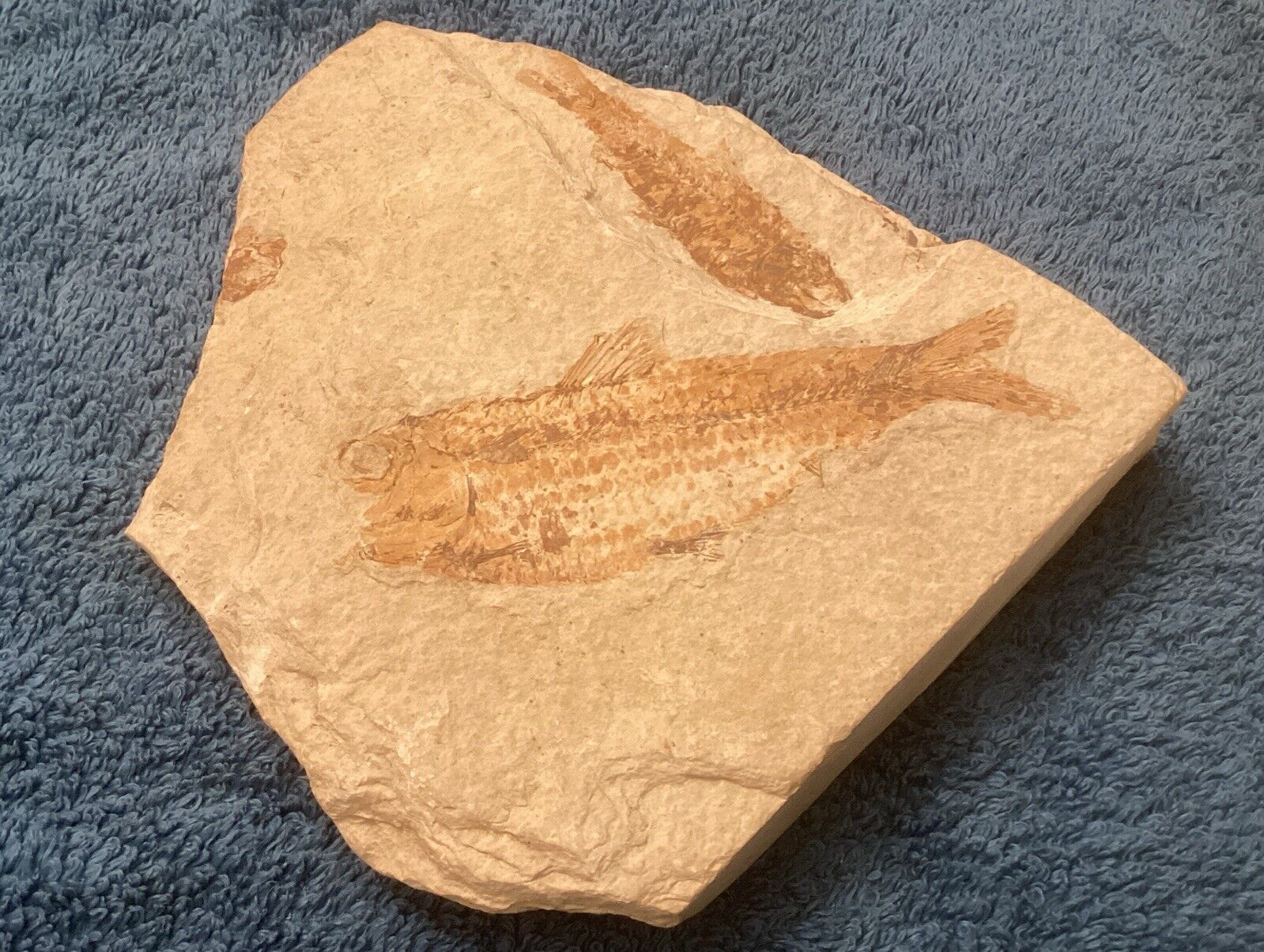 Diplomystus dentatus Fossil Fish- 2 Fish