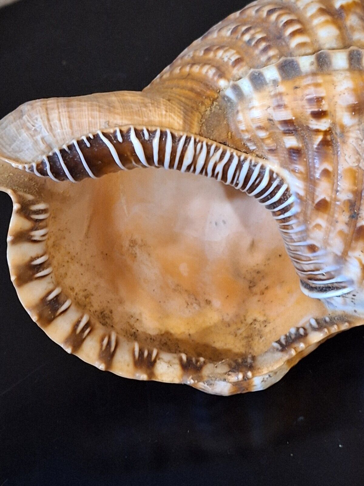 Triton Conch Seashell Trumpeted Shell, Beautiful Markings Large Size, 11” inches