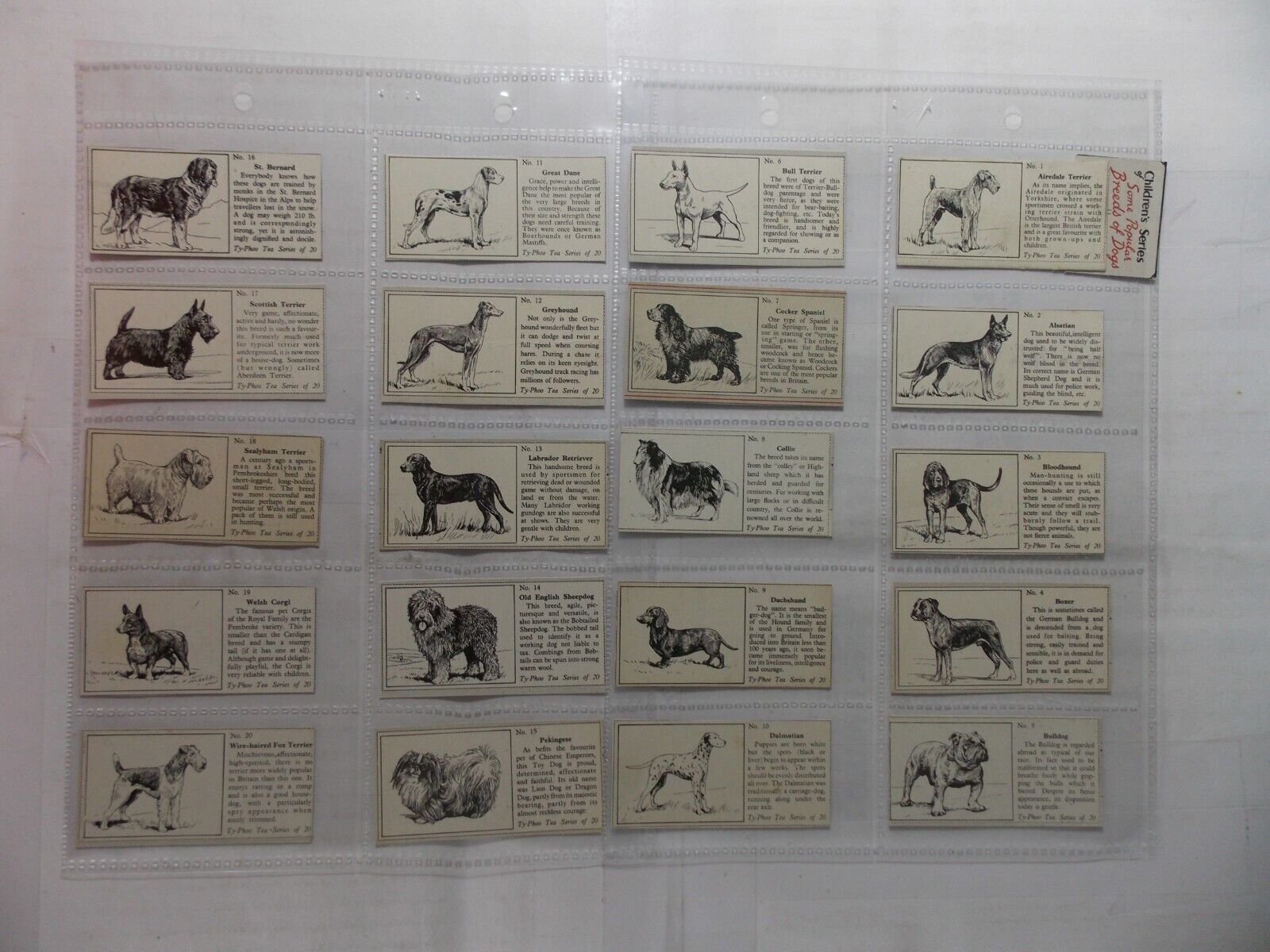 Typhoo Tea Cards Some Popular Breeds of Dogs 1955 Complete Set 20 in Pages