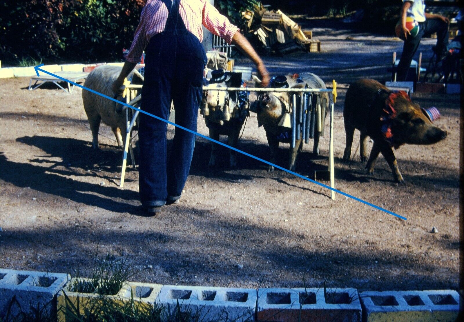 1950s 35mm Red Border Slide Pigs Hogs Swine Dressed Up Playing Bells #1266