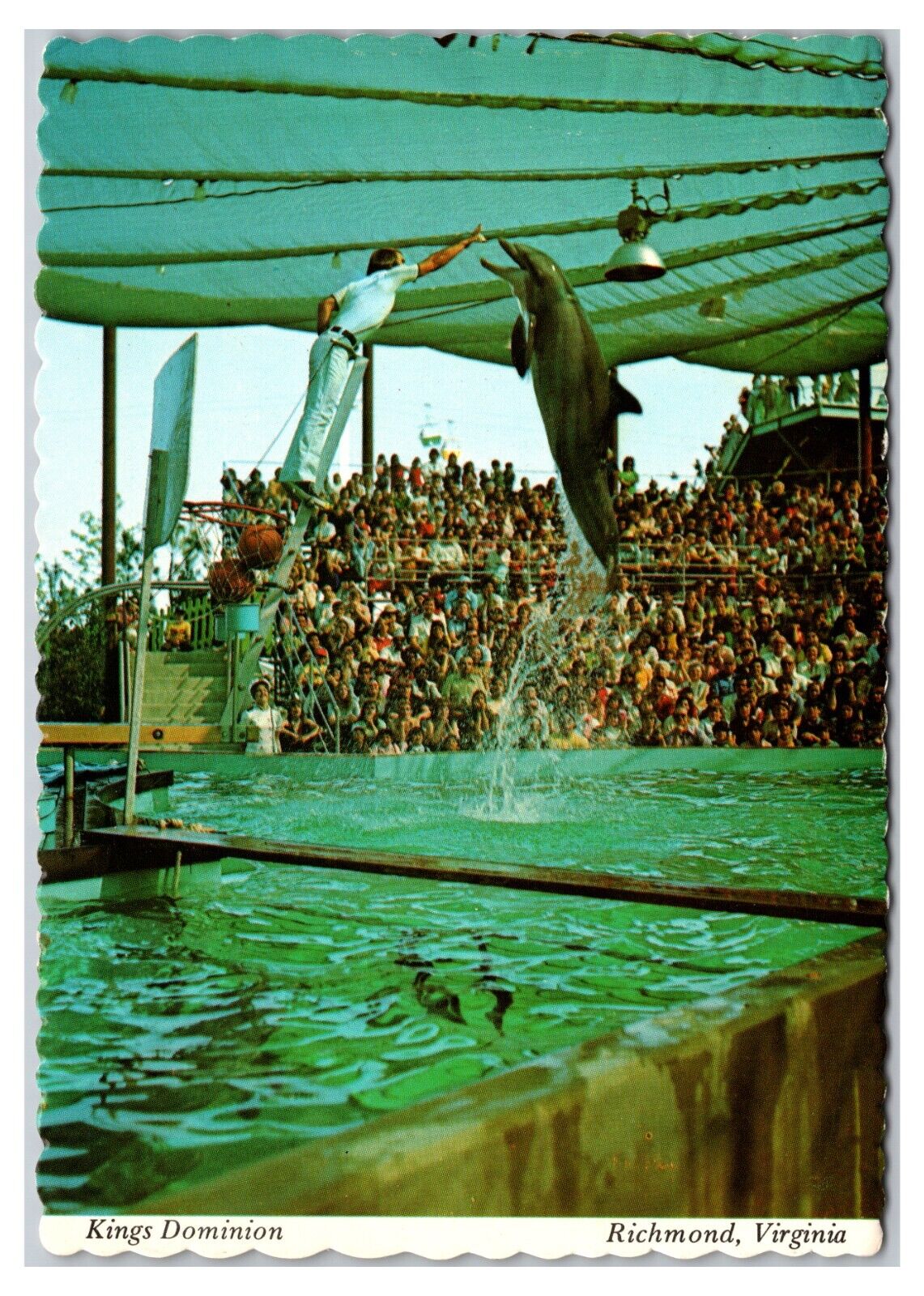1970s - Dolphin Show At Kings Dominion - Richmond, Virginia Postcard (UnPosted)