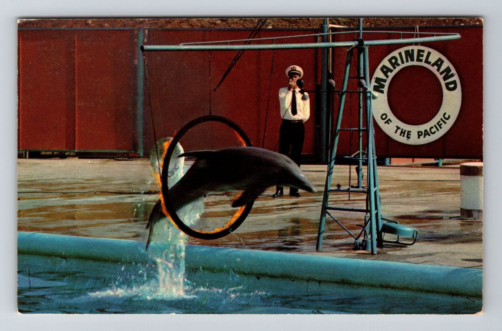 Marineland CA-California Zippy The Porpoise Performing Vintage Souvenir Postcard