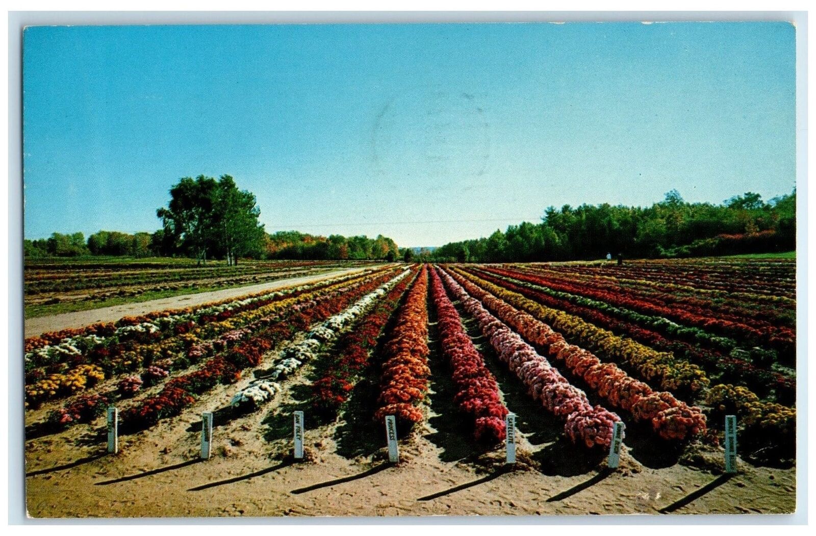 1969 Chrysanthemum Display Scene Bristol Connecticut CT Posted Trees Postcard
