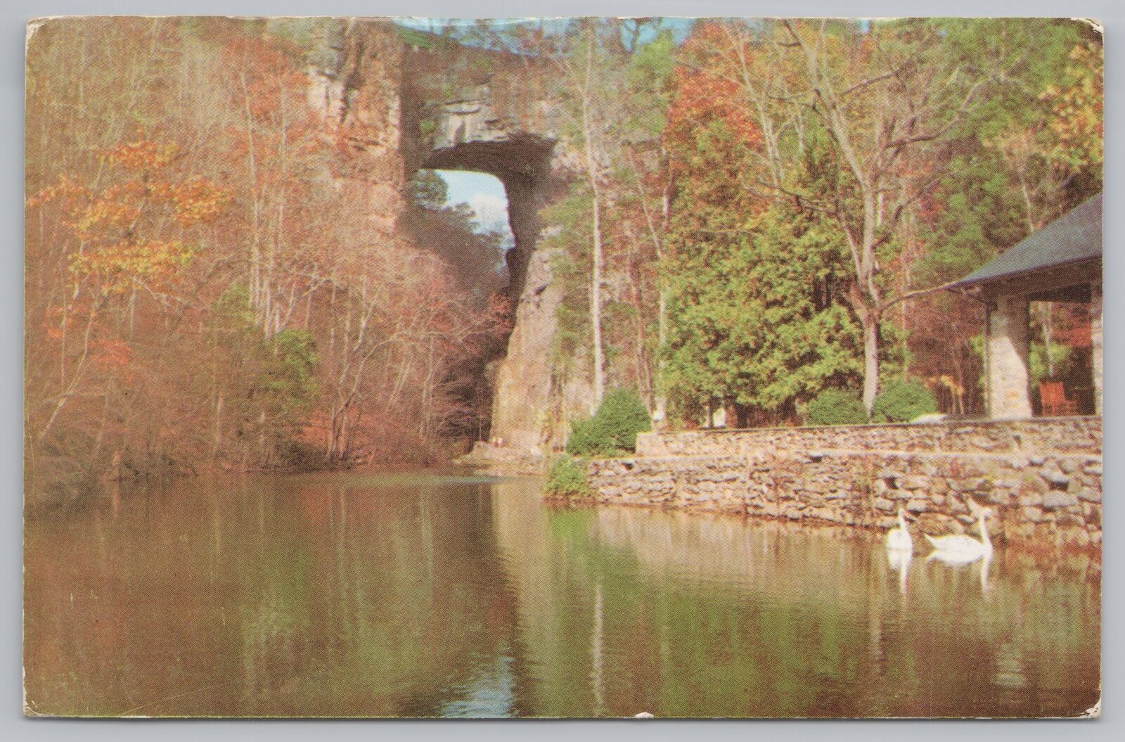 Bridge~Natural Bridge Virginia~Trumpeter Swans~Vintage Postcard