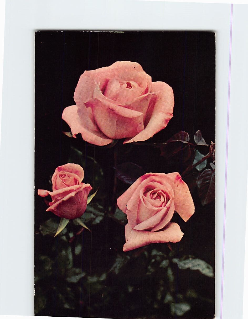 Postcard Beautiful Roses Greetings from Portland Oregon USA