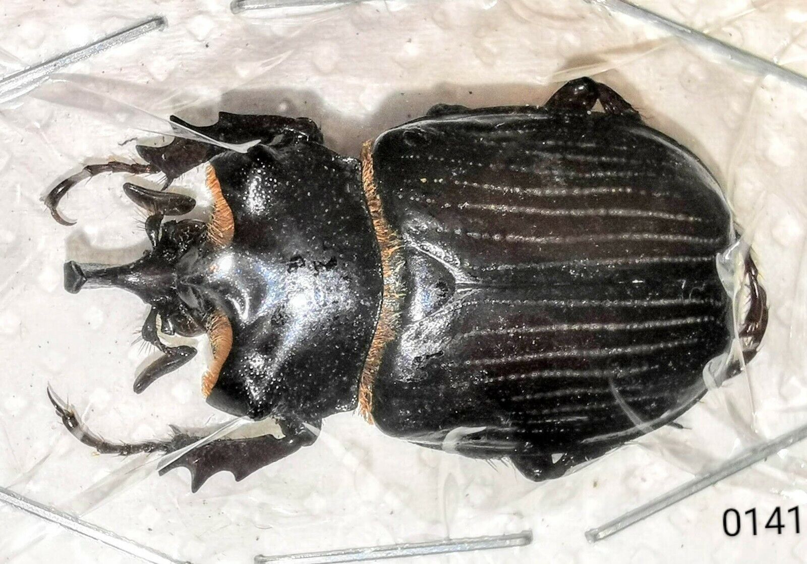 Scarabaeidae Trichinae Pantodinus klugi 32mm A1 from GUATEMALA - #0141
