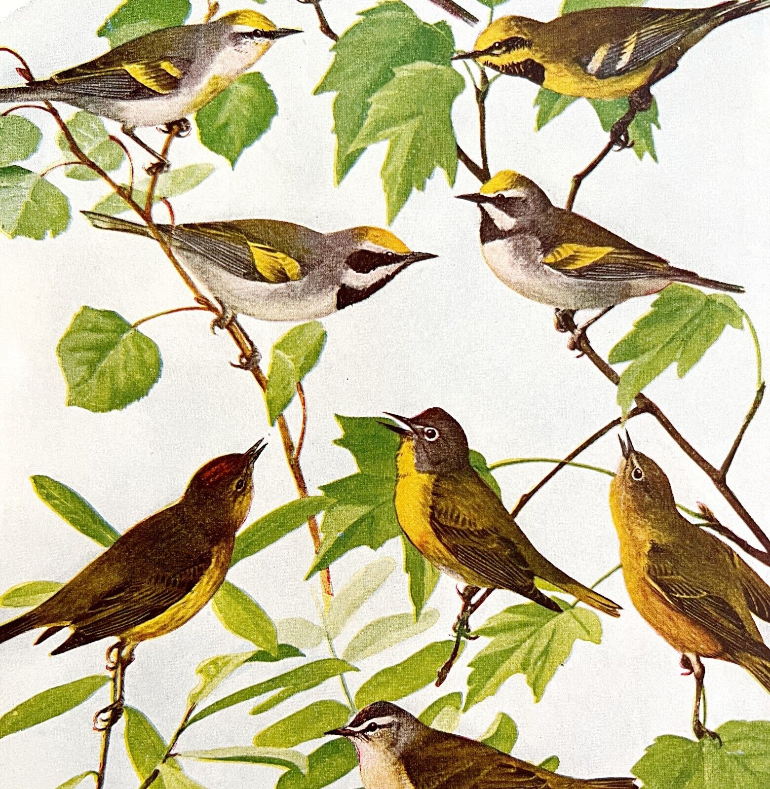 Warbler Varieties #1 1936 Bird Lithograph Color Plate Print DWU12C