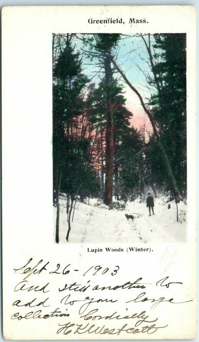 Postcard - Lupin Woods (Winter), Greenfield, Massachusetts