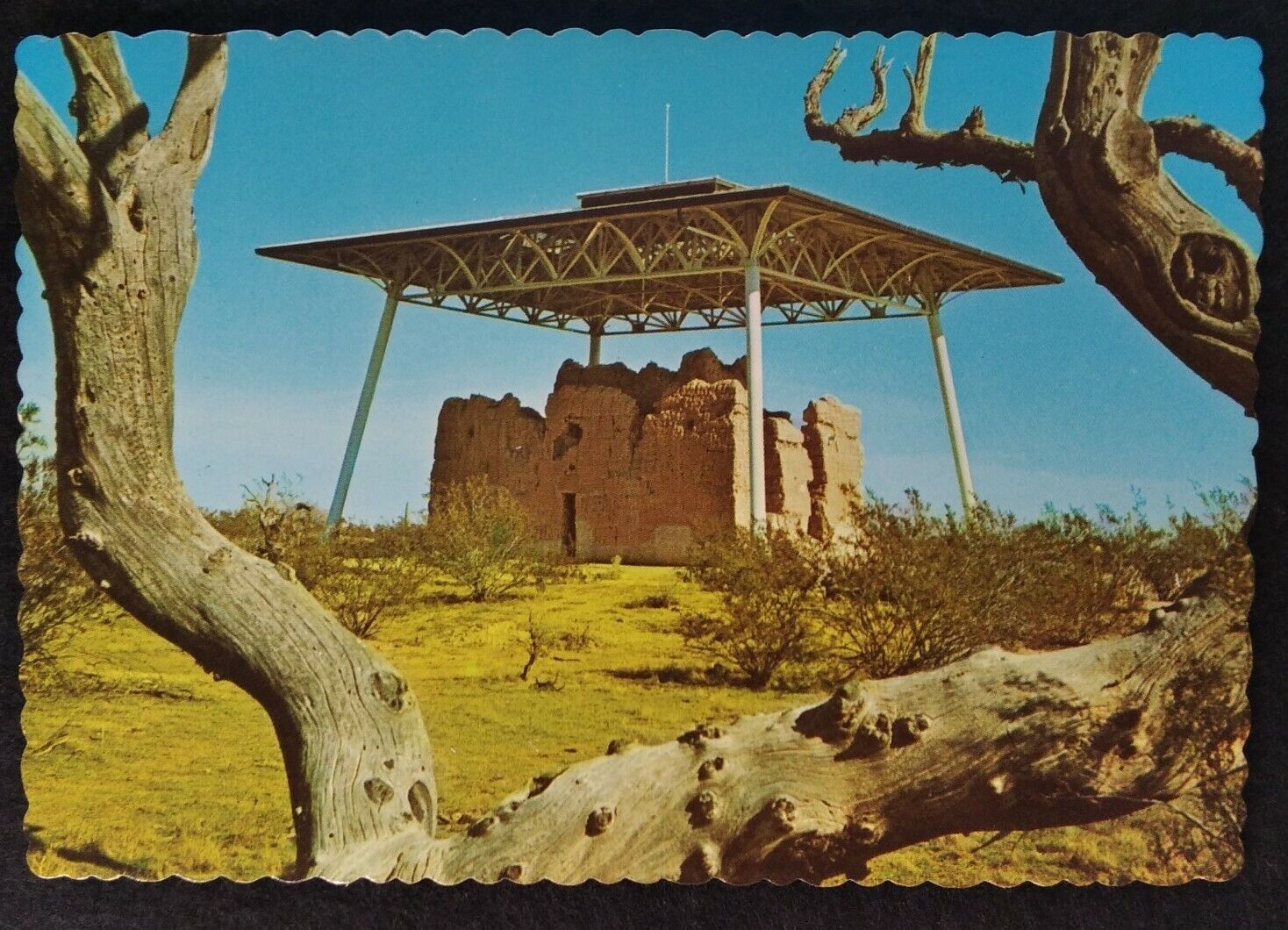 Arizona Postcard Mid 1900s Original RARE Coolidge Casa Grande Tree