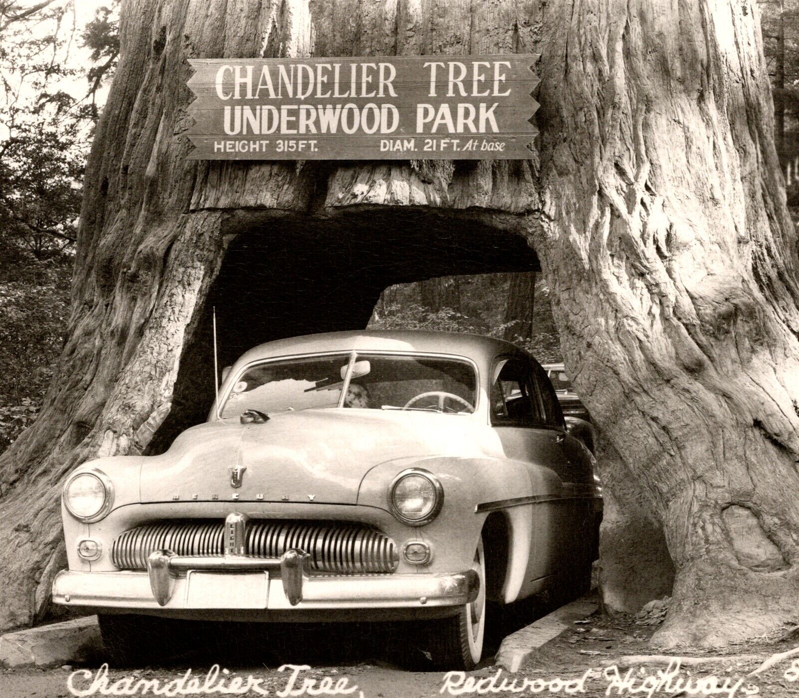 1940's RPPC Mercury Eight Car Chandelier Tree Underwood Park Redwood Highway CA
