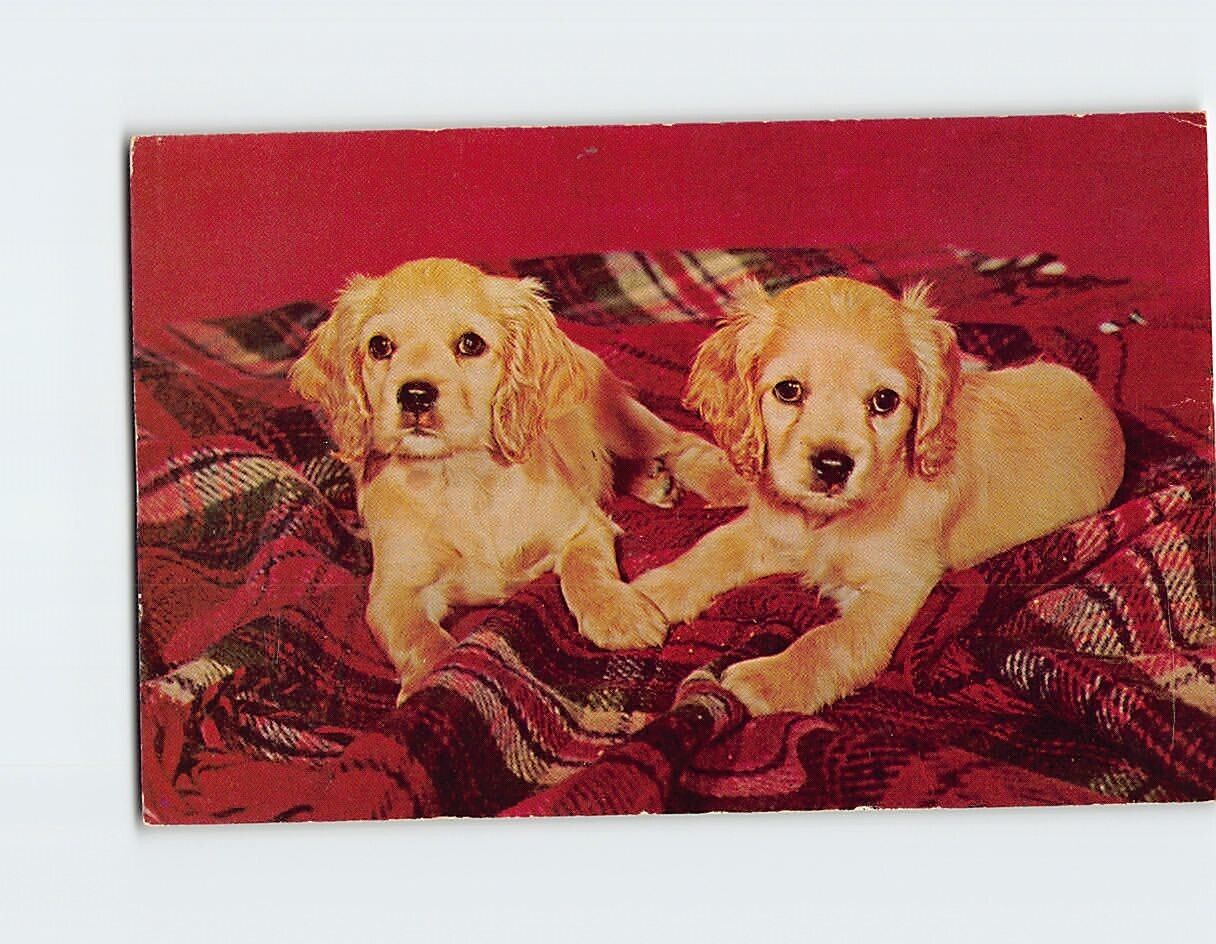 Postcard Two Cute Puppies