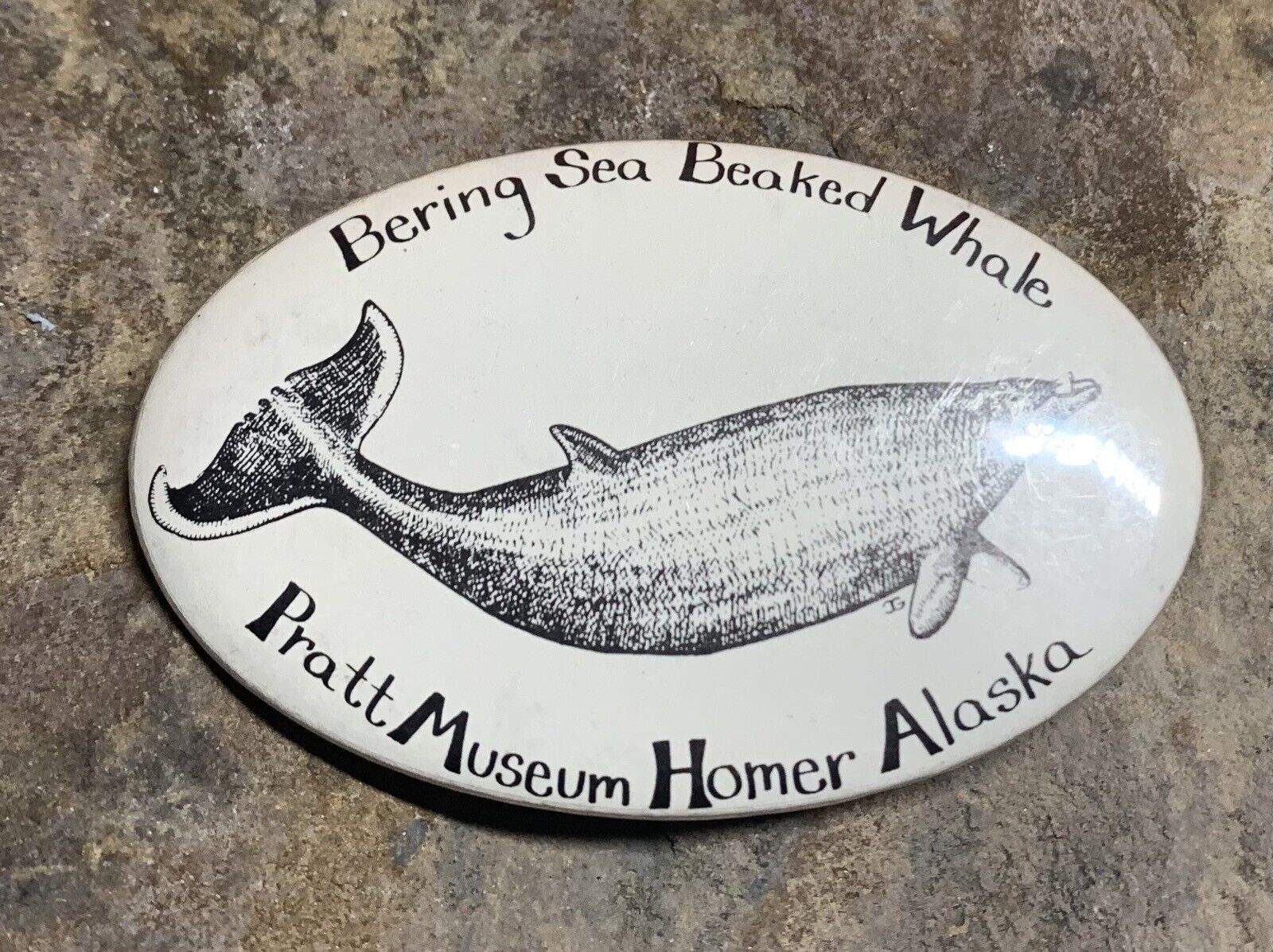 Bering Sea Beaked Whale Pin Button. Pratt Musuem Homer Alaska. Okay Condition