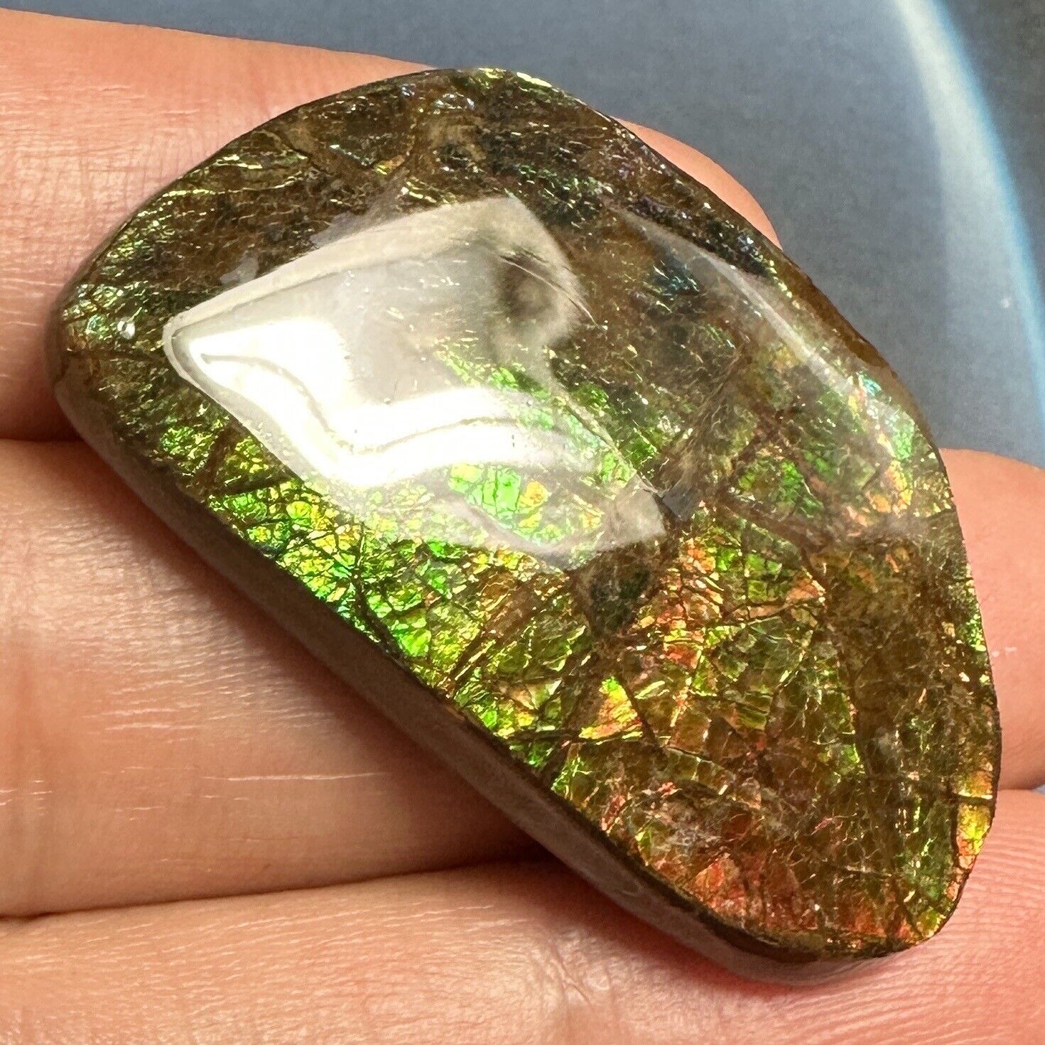 Authentic Natural Canadian Ammolite Ammonite Freeform Gemstone Specimen#3010-3