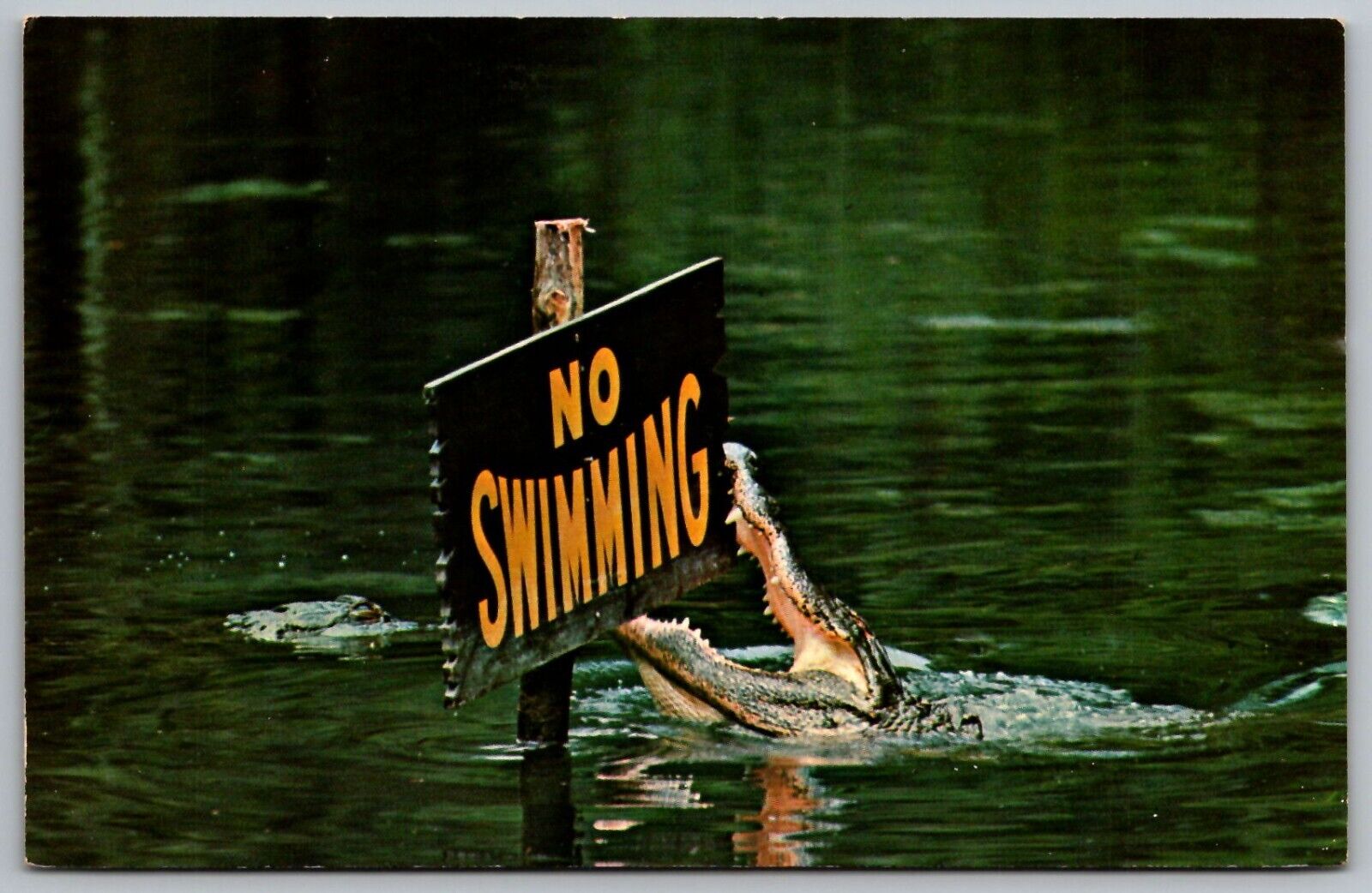 Vintage Postcard - Gator Lagoon at Homosassa Springs Florida
