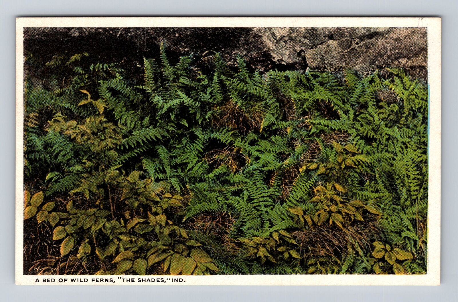IN-Indiana, Bed Of Wild Ferns, The Shades, Antique, Vintage Souvenir Postcard