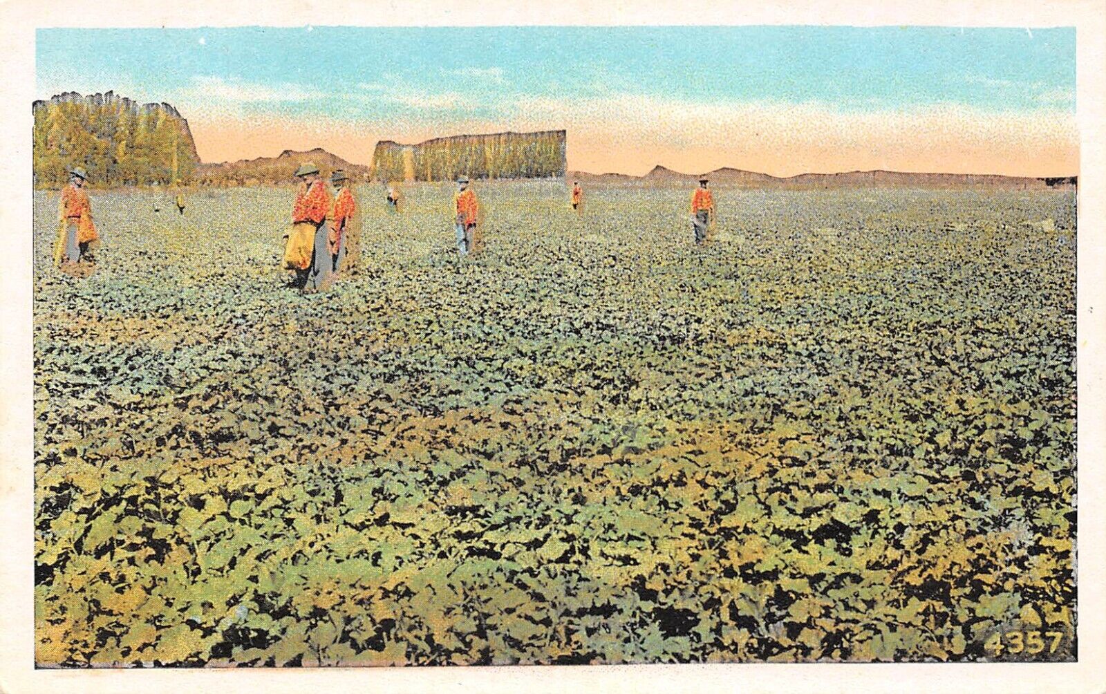 D1439 Farm Workers Harvesting Vegetables in Field Vintage PC Pacific Novelty Co.